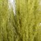 46" Light Basil Green Pampas Grass 6Pk
