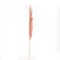 46" Dusty Rose Pampas Grass 6Pk