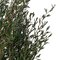 25-36" Green Lepto Longifolia Bundle 6oz