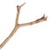 24" Sand Blasted Manzanita Tree Branch