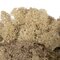 9 Lb Natural Preserved Reindeer Moss