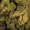 9 Lb Light Green Preserved Reindeer Moss
