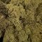 9 Lb Light Green Preserved Reindeer Moss