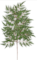 LACE ARALIA 