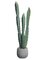 25 inches Column Cactus in Cement Pot  Green Gray
