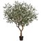 8 feet Olive Tree in Plastic Nursery Pot (knock-Down Packing) Green