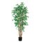 5 feet Japanese Bamboo Tree w/2400 Leaves in Pot Two Tone Green