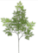 MING ARALIA 