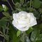 28 Inch Rose Bushes - Red, Pink, And White