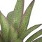 15 Inch Soft Touch Bromeliad Plant