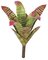 15 Inch Red Mix Bromeliad Plant