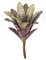 16 Inch Bromeliad Plant