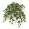 24 Inch Variegated Pothos Vine Bush Fire rated