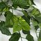 24 Inch Variegated Pothos Vine Bush Fire rated