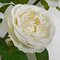 20 Inch Rose Spray With Leaves - Coral/Yellow, White, Or Light Pink