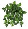 14 Inch Artificial Variegated Pothos Bush