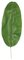 28.5 INCH BANANA PALM LEAF (SOLD BY THE DOZEN)