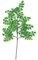 23 inches Maidenhair Fern Branch - 189 Leaves - Green(sold by dozen)
