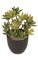 10 inches Potted Plastic Echeveria Plant - Green/Burgundy - 4.75 inches Black Pot