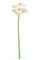 12" Daffodil Stem  - 5 Flowers (sold by dozen)