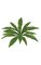 14 inches Birds Nest Fern - 16 Green Leaves - 20 inches Width - Bare Stem