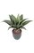14 inches Potted Agave Bush - 15 Dark Green Leaves - 5 inches Black Pot