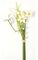 Narcissus Bundle - Willow and Grass - 3 White/Yellow Flowers