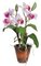 15" Potted Dendrobium Orchid with Leaves/Roots - Weathered Pot