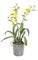 16" x 11" Potted Dancing Orchid with Roots  - 14 Yellow Flowers