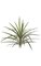 18 inches Dracaena Head - 30 Leaves - 28 inches Width - Green/Red