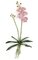 18" Phalaenopsis Orchid - 6 Green Leaves - Rose Pink/Purple Flowers