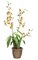 18" x 6" Potted Cymbidium with Roots - Yellow Flowers