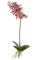 20 inches Phalaenopsis Orchid Stem - 8 Flowers