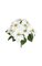 20" Poinsettia Bush - 16 Green Leaves - 9 White Flowers - 22" Width