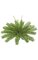 21" Plastic Cycas Palm Bush - 28 Green Fronds - 31" Width