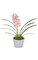 21" Potted Cymbidium Orchid - 8 Green Leaves - Tutone Pink Flower