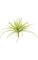 22 inches Plastic Grass Bush - Light Green - 24 inches Width - Bare Stem