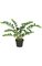 22 inches Zamia Plant - 8 Stems - 138 Leaves - Green - Weighted Base