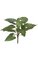 24" Anthurium Plant - 6 Leaves - Green - Bare Stem