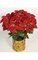 24 inches Poinsettia Bush - 45 Green Leaves - 9 Velvet Flowers - Red