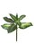 25" Dieffenbachia Plant - 8 Variegated Green Leaves - Bare Stem