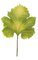 25 inches Paper Maple Leaf - 9 inches Stem - 16 inches x 15 inches Green/Yellow Speckled Leaf