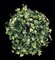 Earthflora's 14 Inch Medium Ivy Ball