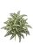 26" Aglaonema Bush - 64 Green/White Leaves -24" Width - Bare Stem