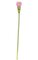 27 inches Ginger Flower Stem - Soft Touch - 3 inches Width