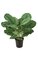 28 inches Calathea Plant - 24 Tutone Green Leaves - Weighted Base