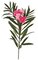 28" Oleander Branch - 6 Tutone Pink Flowers - 18 Buds - 5" Stem