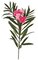 28 inches Oleander Branch - 6 Tutone Pink Flowers - 18 Buds - 5 inches Stem
