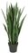 Earthflora's 39 Inch Green Sansevieria Plant - Ifr Or Regular