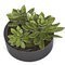3 inches, 4 inches, 5 inches Potted Succulents in Black Cylinder Pot